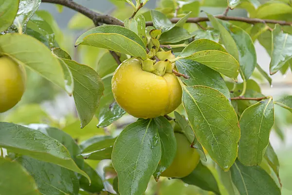 575083 - Kaki persimmon (Diospyros kaki 'Vainiglia')