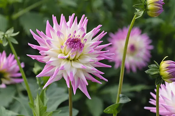 487143 - Kaktusdahlie (Dahlia Hapet Ideal)
