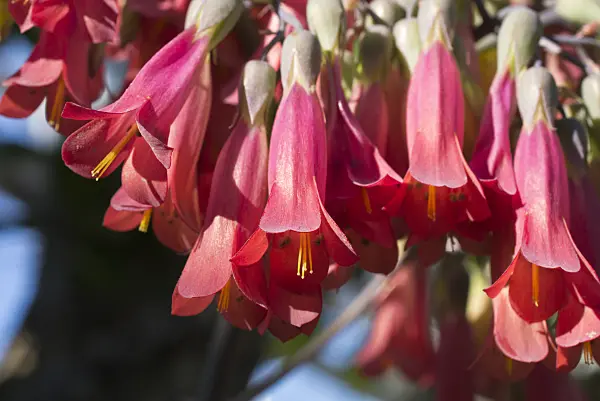 608005 - Kalanchoe daigremontiana