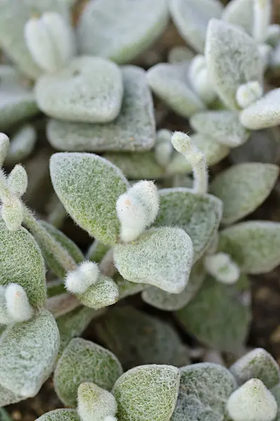 480019 - Kalanchoe eriophylla