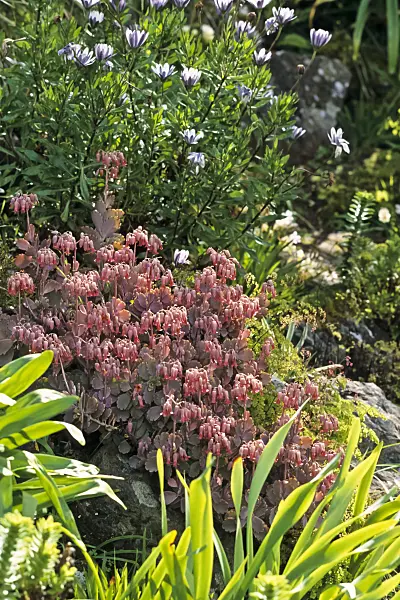 388129 - Kalanchoe fedtschenkoi