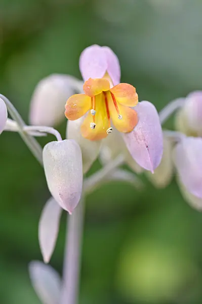 481038 - Kalanchoe fedtschenkoi