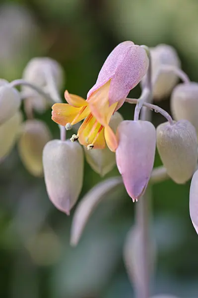 481039 - Kalanchoe fedtschenkoi