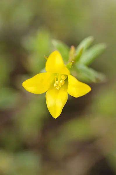 482063 - Kalanchoe jongmansii