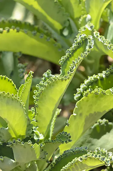 534335 - Kalanchoe laetivirens