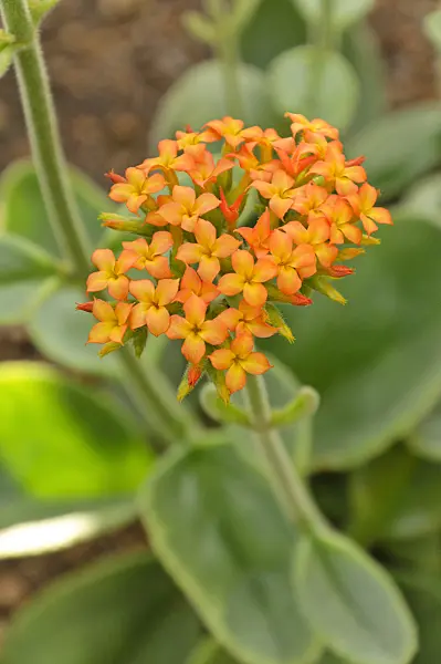 470042 - Kalanchoe lateritia