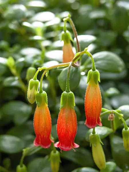 446013 - Kalanchoe manginii