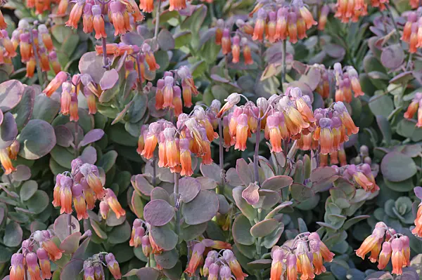 481036 - Kalanchoe marnieriana