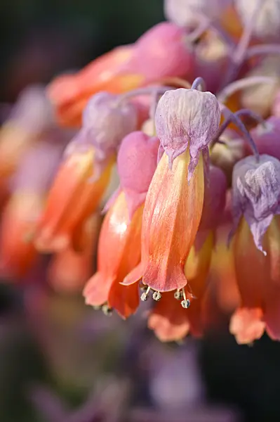 481037 - Kalanchoe marnieriana