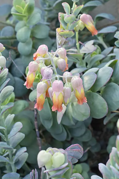 553004 - Kalanchoe marnieriana