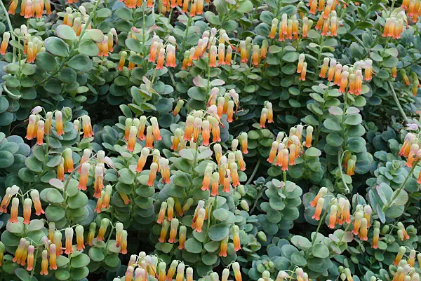 672018 - Kalanchoe marnieriana