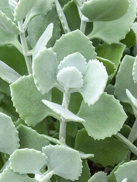 463100 - Kalanchoe millotii
