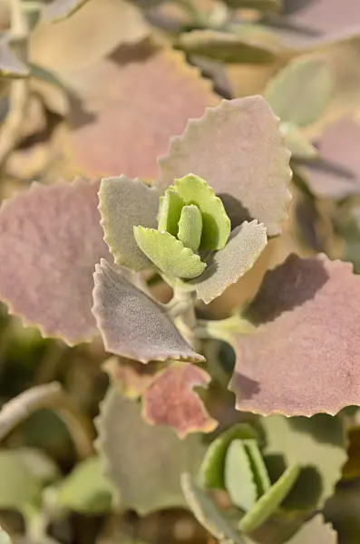 519112 - Kalanchoe millotii