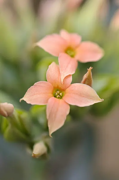470060 - Kalanchoe nyikae