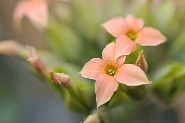 470061 - Kalanchoe nyikae