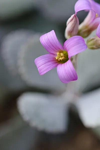 482031 - Kalanchoe pumila