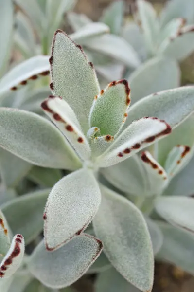 481044 - Kalanchoe tomentosa