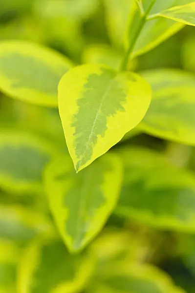 474489 - Kalifornischer Liguster (Ligustrum ovalifolium 'Aureum')
