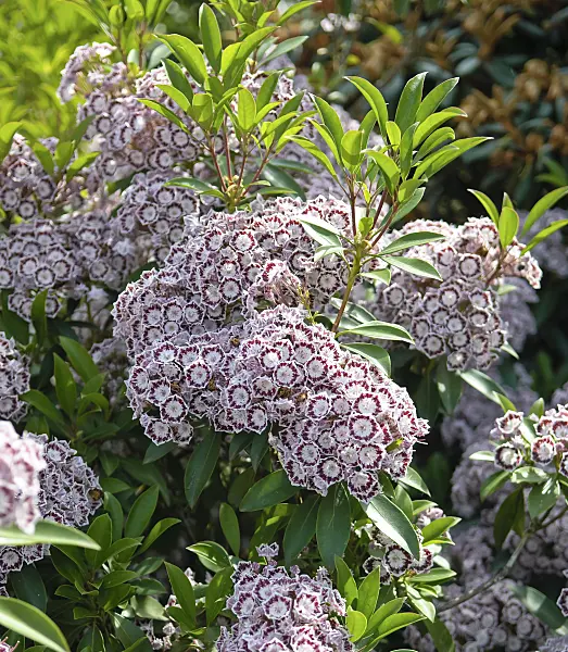 502235 - Kalmie à feuilles larges (Kalmia latifolia 'Nani')