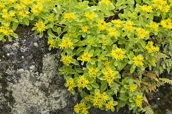 521172 - Kamchatka stonecrop (Sedum kamtschaticum syn. Phedimus kamtschaticus)