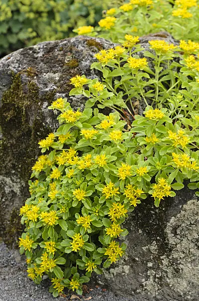 521173 - Kamchatka stonecrop (Sedum kamtschaticum syn. Phedimus kamtschaticus)