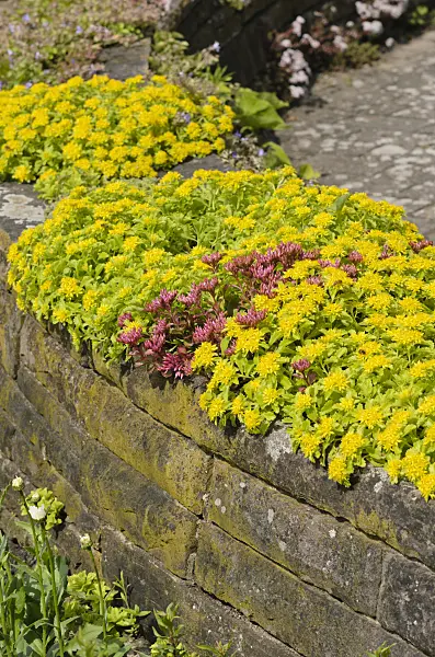 522003 - Kamchatka stonecrop (Sedum kamtschaticum syn. Phedimus kamtschaticus)