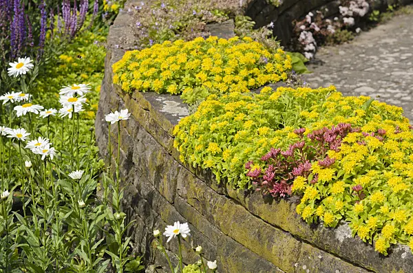 522004 - Kamchatka stonecrop (Sedum kamtschaticum syn. Phedimus kamtschaticus)