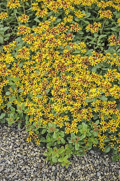 535430 - Kamchatka stonecrop (Sedum kamtschaticum syn. Phedimus kamtschaticus)