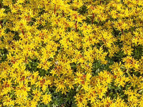 426134 - Kamchatka stonecrop (Sedum kamtschaticum var. floriferum 'Weihenstephaner Gold' syn. Phedimus kamtschaticus var. floriferum 'Weihenstephaner Gold')