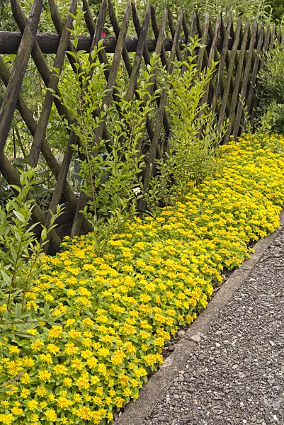 545178 - Kamchatka stonecrop (Sedum kamtschaticum var. floriferum 'Weihenstephaner Gold' syn. Phedimus kamtschaticus var. floriferum 'Weihenstephaner Gold')
