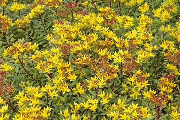 573070 - Kamchatka stonecrop (Sedum kamtschaticum var. floriferum 'Weihenstephaner Gold' syn. Phedimus kamtschaticus var. floriferum 'Weihenstephaner Gold')