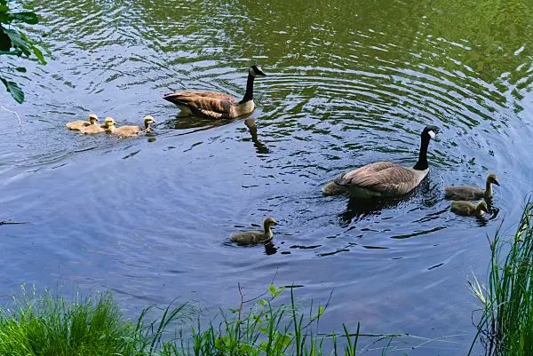 670032 - Kanadagänse (Branta canadensis)