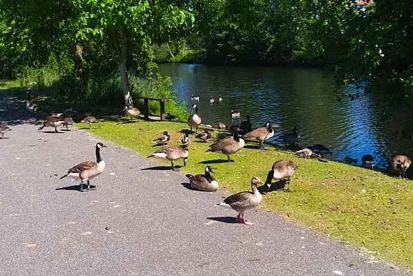 670033 - Kanadagänse (Branta canadensis) und Graugänse (Anser anser)