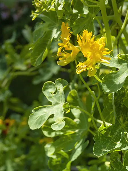 416041 - Kanarische Kapuzinerkresse (Tropaeolum peregrinum syn. Tropaeolum canariense)