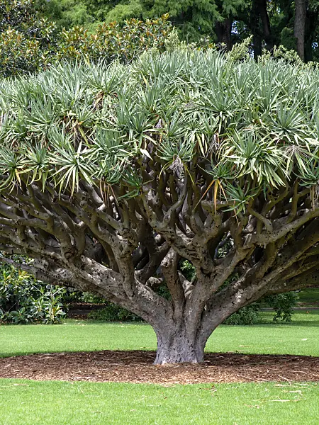 455392 - Kanarischer Drachenbaum (Dracaena draco)