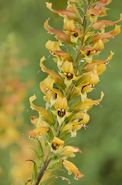 533618 - Kanarischer Fingerhut (Isoplexis isabelliana)