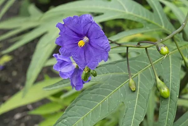 559119 - Kangaroo apple (Solanum laciniatum)
