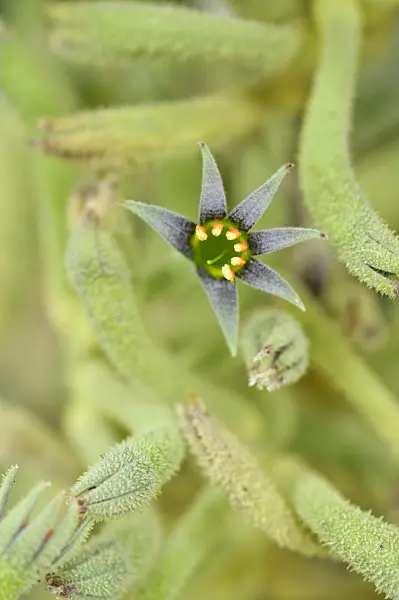 487123 - Kangaroo paw (Anigozanthos)