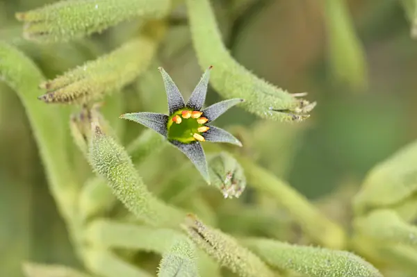487124 - Kangaroo paw (Anigozanthos)