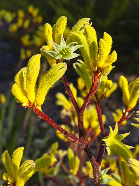 455069 - Kangaroo paw (Anigozanthos Bush Haze)