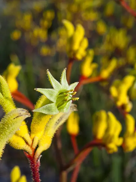455070 - Kangaroo paw (Anigozanthos Bush Haze)