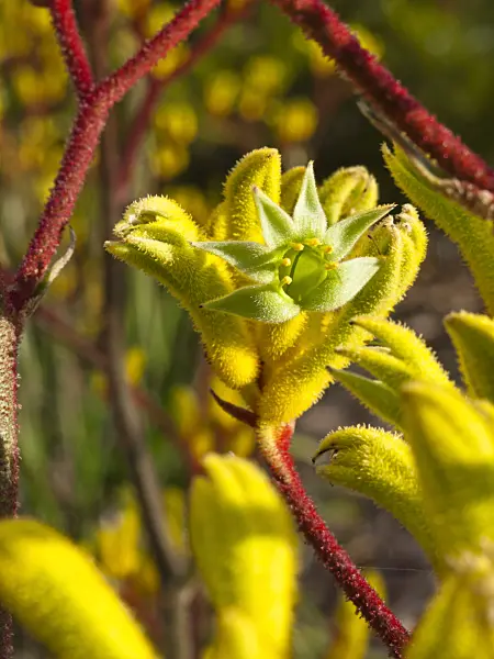 455071 - Kangaroo paw (Anigozanthos Bush Haze)