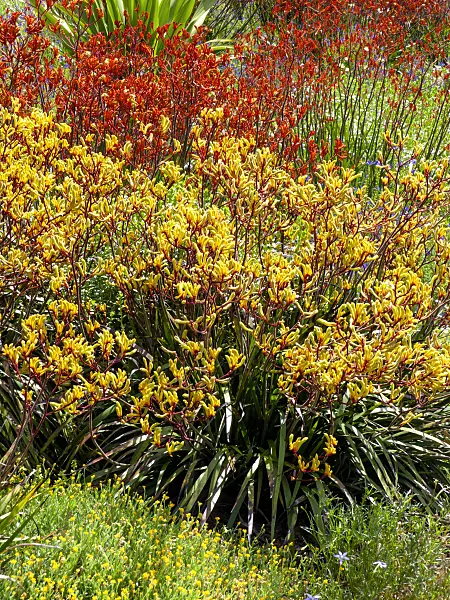 455372 - Kangaroo paw (Anigozanthos Bush Haze)