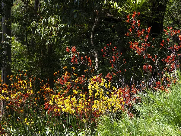 455306 - Kangaroo paw (Anigozanthos Bush Haze and Anigozanthos Bush Ruby)