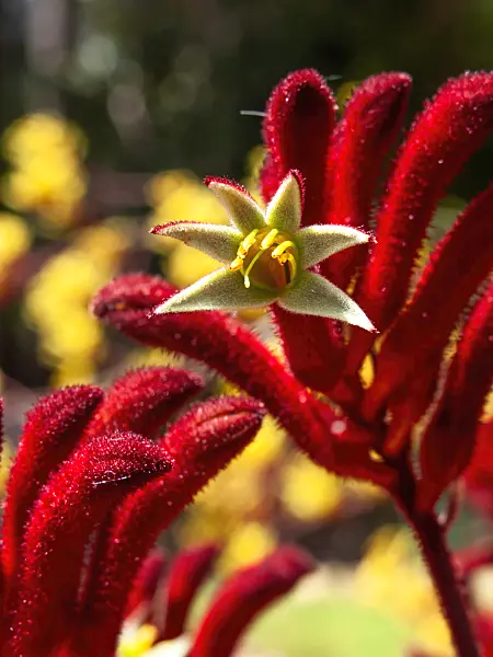 455310 - Kangaroo paw (Anigozanthos Bush Ruby)