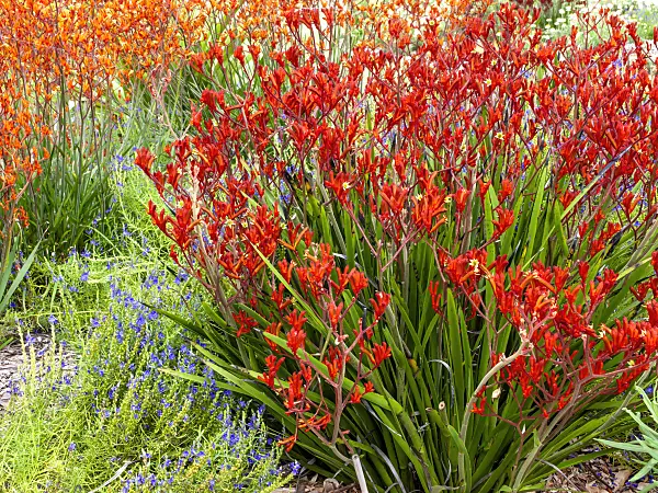 455371 - Kangaroo paw (Anigozanthos Bush Ruby)