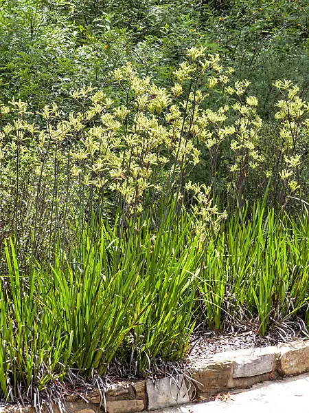 455288 - Kangaroo paw (Anigozanthos flavidus)