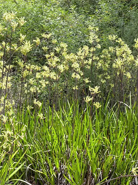 455289 - Kangaroo paw (Anigozanthos flavidus)