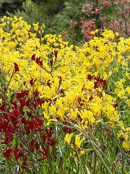 455339 - Kangaroo paw (Anigozanthos flavidus)