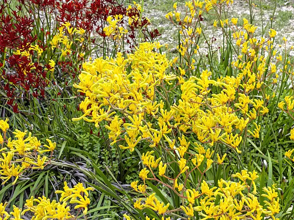 455341 - Kangaroo paw (Anigozanthos flavidus)